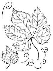 Leaf vine. Doodle floral ornament.