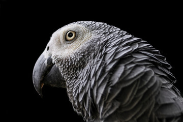 Portrait of African Grey parrot ( Psittacus erithacus)
