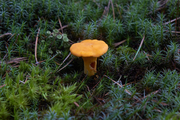 Mushroom chanterelle  in the woods among the moss yellow chanterelles. Mushroom picking and cooking.