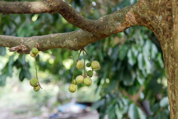 Langsat Fruits Hanging from Tree Branches in Orchard
