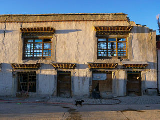 CLOSE UP: Adorable little black puppy walks past a decaying house in Tingri.