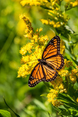 Monarch on Goldenrod