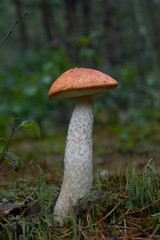 Beautiful mushroom Leccinum known as a Orange birch bolete, in a forest in autumn among fallen leaves and moss.