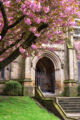 Manchester Cathedral and blossom tree in spring