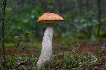 Beautiful mushroom Leccinum known as a Orange birch bolete, in a forest in autumn among fallen leaves and moss.