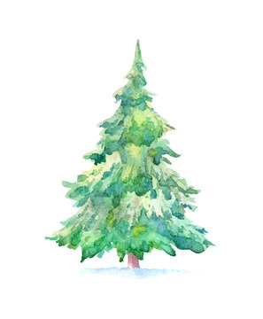 Spruce tree.Coniferous forest.Watercolor hand drawn illustration.White background.