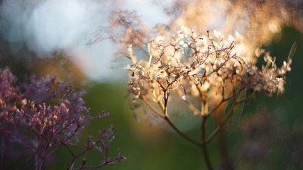 beautiful autumn or spring background. deadwood dill sunset bokeh blurred background.
