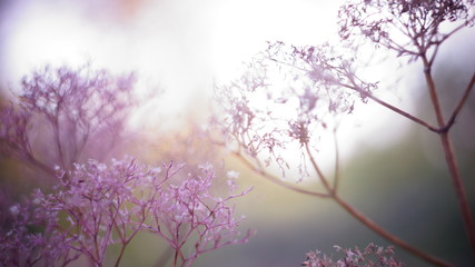 beautiful autumn or spring background. pink deadwood dill sunset bokeh blurred background.