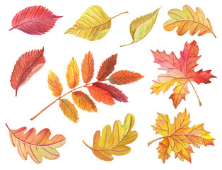 Watercolor leaves maple,birch,oak,Rowan on white background. Bright clipart