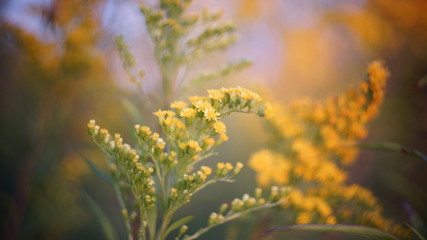 yellow Mimosa at sunset in the garden close-up. autumn background.