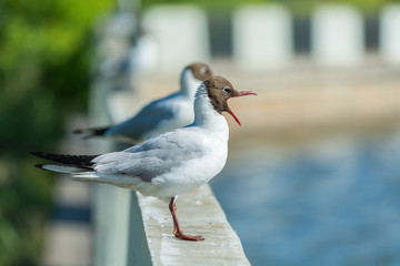 two seagulls are sitting on the parapet.