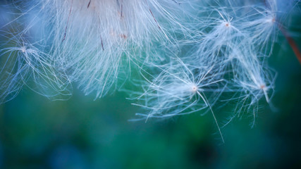 Thistle fluffy. Thistle fluff at sunset close-up. autumn background