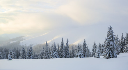 Winter landscape. Spectacular panorama is opened on mountains, trees covered with white snow, lawn and blue sky with clouds.