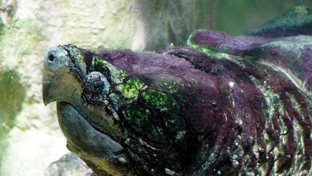 Alligator tortoise (Macrochelys temminckii) seen in detail. It is the largest freshwater tortoise in the world and can reach 1 m in length and almost 100 kg in weight