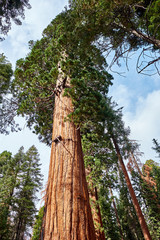 Fototapeta premium Sequoia National Park at autumn. California, United States.