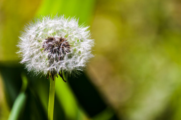 Close-up view on a dandelion flower surrounded by green leaves - photography