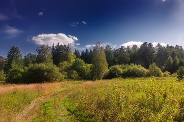 Summer meadow landscape with grass and wild flowers on the background of a forest.
