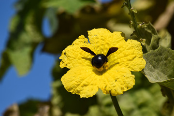 bumblebee on yellow flower in garden