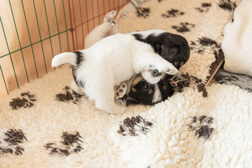 Small Jack Russell Terrier puppy dogs 4 weeks old. Young sibling puppies playfully comb