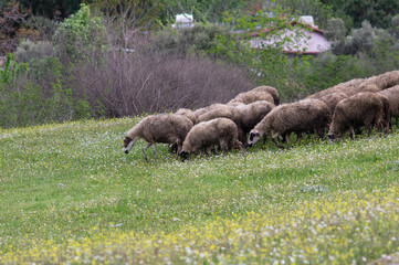 Sheeps are grazing at green nature