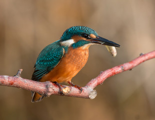 The common kingfisher (Alcedo atthis) also known as the Eurasian kingfisher, and river kingfisher, is a small kingfisher with seven subspecies recognized within its wide distribution across Eurasia an