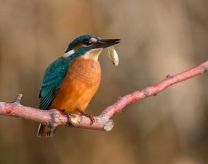The common kingfisher (Alcedo atthis) also known as the Eurasian kingfisher, and river kingfisher, is a small kingfisher with seven subspecies recognized within its wide distribution across Eurasia an