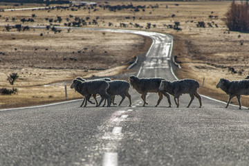 Sheeps in Aoraki Valley