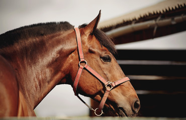 Portrait of a young sports horse