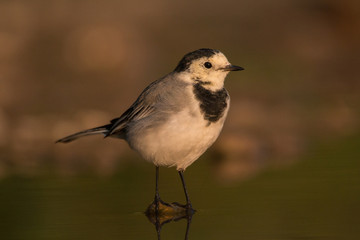 Fototapeta premium The white wagtail (Motacilla alba) is a small passerine bird in the family Motacillidae, which also includes pipits and longclaws. The species breeds in much of Europe and Asia and parts of North Afri