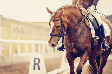 Equestrian sport. Portrait sports red horse with a white groove on his forehead in the bridle.