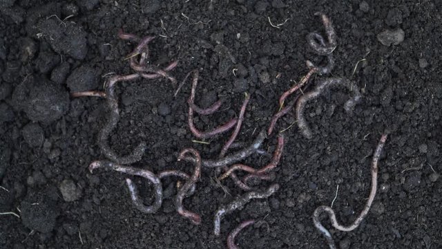 Heap of earthworms moving in the soil. Fertilize the soil, good for crops. Agriculture and fishing footage.
