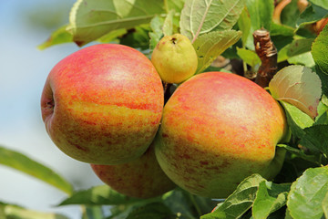 Apples ready to pick from a tree