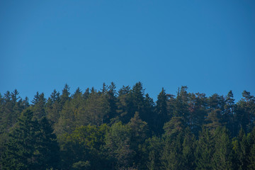 trees and blue sky