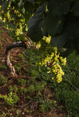 Vineyard and grapes on the vine