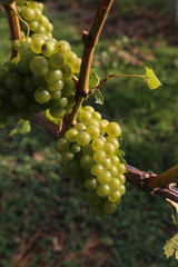 Vineyard and grapes on the vine