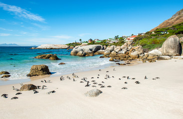 Fototapeta premium Duże skały głazowe i pingwiny afrykańskie lub Jackass (Spheniscus Demersus) na plaży Boulder Beach w pobliżu Kapsztadu w RPA.
