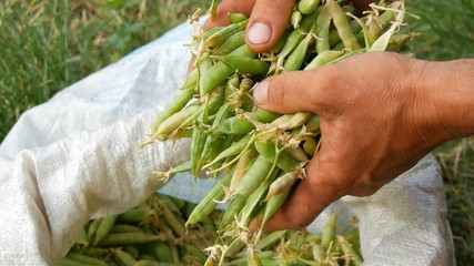 The hands of a male farmer hold many freshly harvested green pea pods in white bag