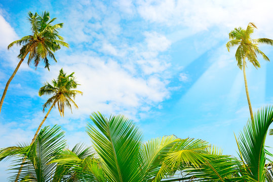 Coconut palm tree and blue sky with bright sunshine.