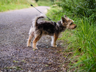 Yorkshire terrier on a leash in a park smelling grass. Concept walking your pet.