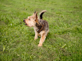 Small nice Yorkshire terrier on a walk in a green grass field. Selective Focus.