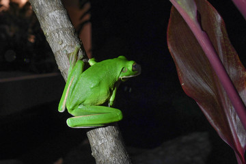Grüner Frosch