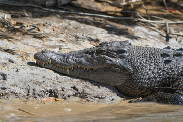 Krokodil
