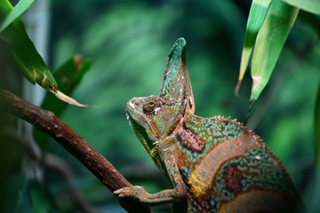 Kamäleon
