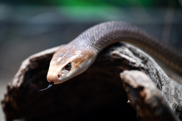 Küsten Taipan