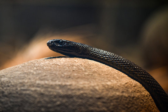 Inlands Taipan