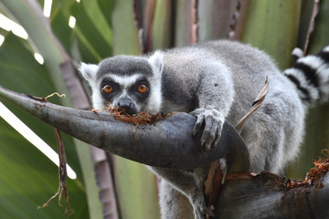 Lemur