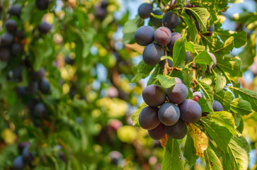 Several ripe plums on tree branches, before harvesting
