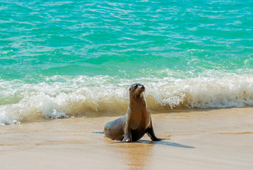 Close up of a Galapagos Sea Lion (Zalophus wollebaeki) by the turquoise  waters of the Pacific Ocean on Santa Fe island, Galapagos national park, Ecuador.