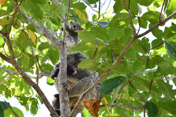 Koala mit Baby
