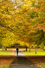 Colourful autumn trees with yellow leaves in English Park